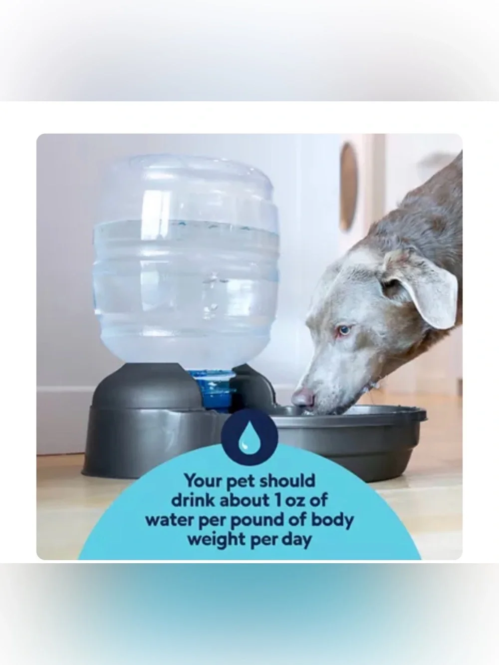Petmate Replendish Dog Water Dispenser Gravity Waterer with Microban Protection